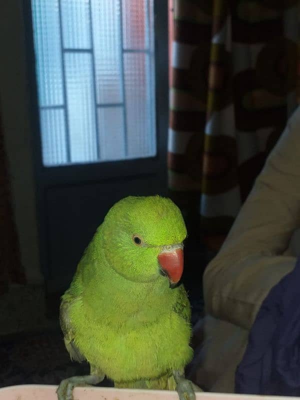 Green perrot 2