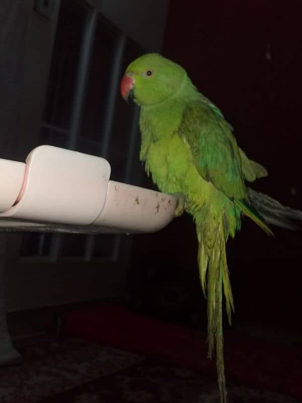 Green perrot 3