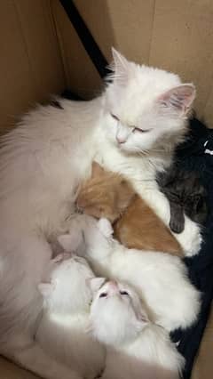 persian Kittens available 26 days age