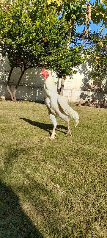 sindhi heera aseel pair for sale hai 5