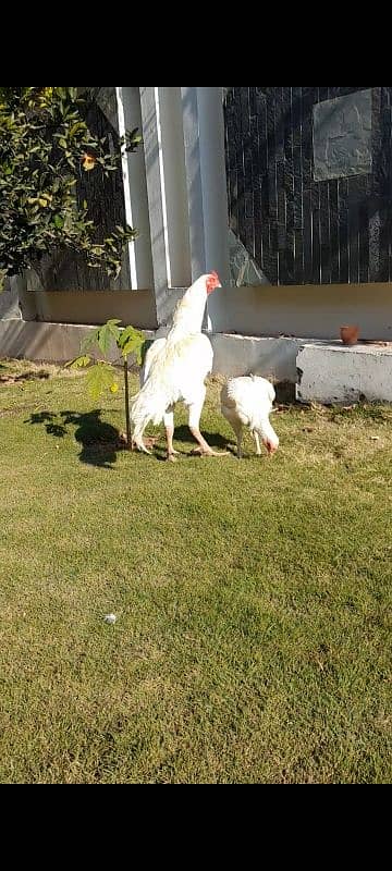 sindhi heera aseel pair for sale hai 6