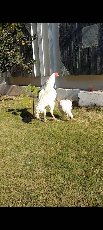 sindhi heera aseel pair for sale hai 7