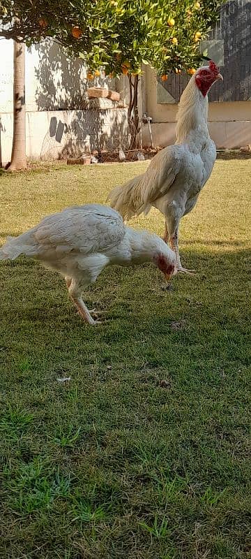 sindhi heera aseel pair for sale hai 9