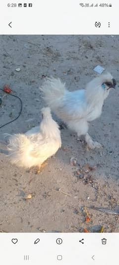 Silkie pair