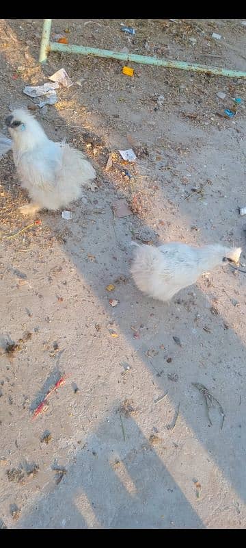 Silkie pair 1