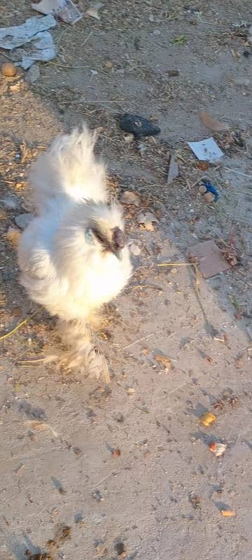 Silkie pair 2