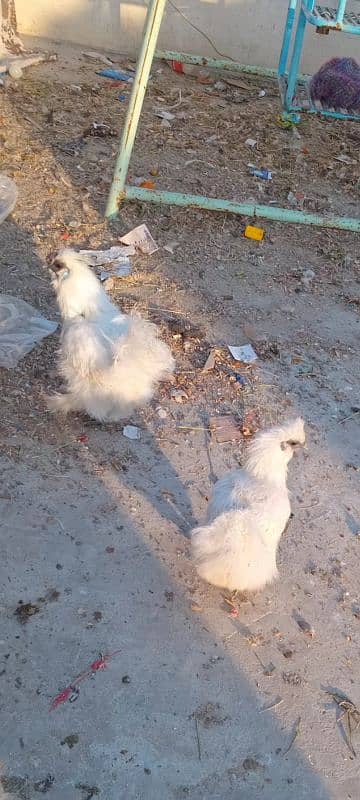 Silkie pair 3