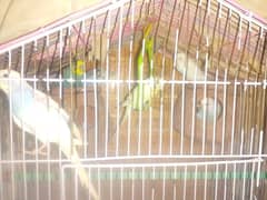 budgies