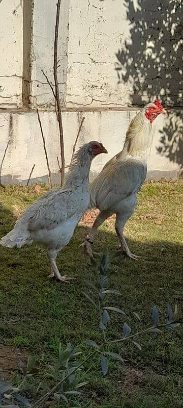 sindhi heera aseel pair for sale hai 1