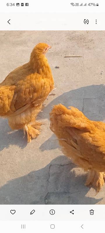 Silkie pair 4