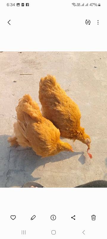 Silkie pair 5