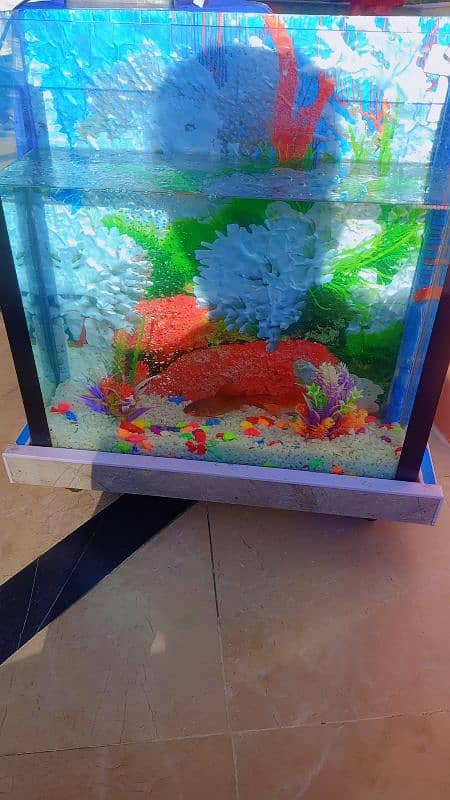 fish's and aquarium and all accessories 1