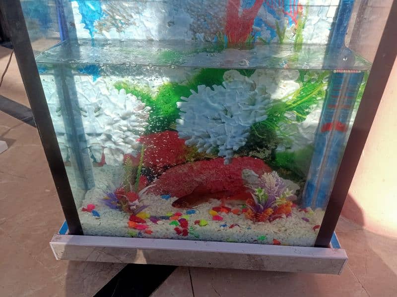 fish's and aquarium and all accessories 4