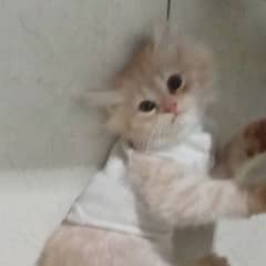 persian kittens looking for new home