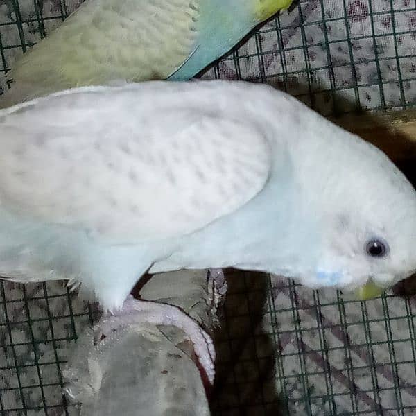 Bajri Parrots Jori 1