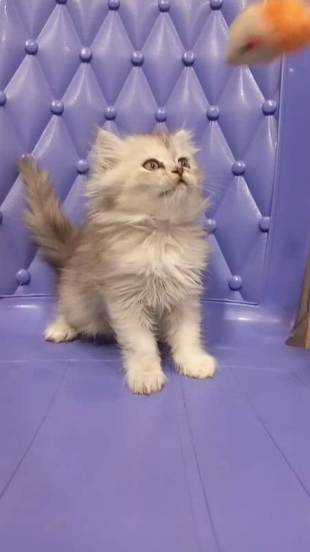 Persian smokey colour female 1