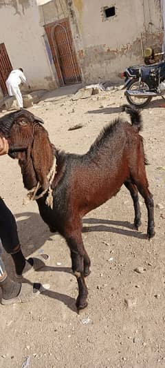 Naagra beetle bakra mashallah for sale hai location karachi