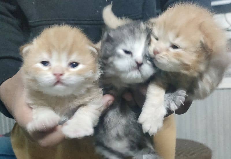 Fluffy Kittens, double Coat. 0