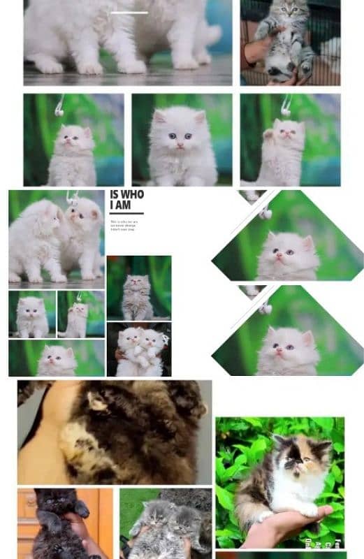 Persian | Tripple Coat | Fluffy | Cute face | Blue eye | kitten | Cat 1