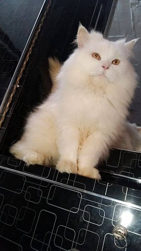 Persian male cat 1