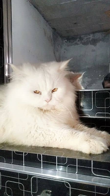 Persian male cat 2