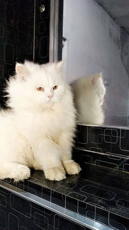 Persian male cat 3