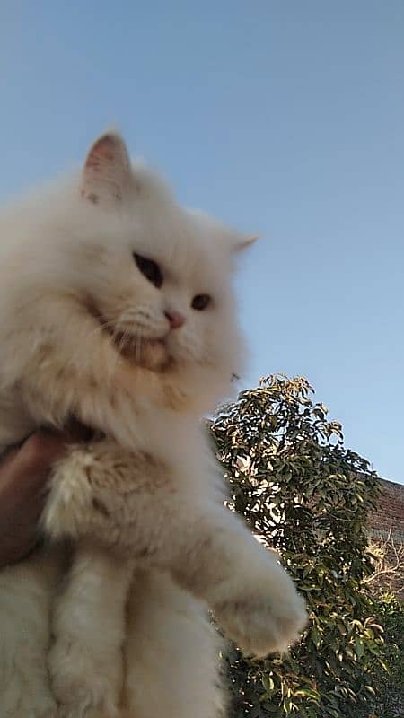 Persian male cat 4