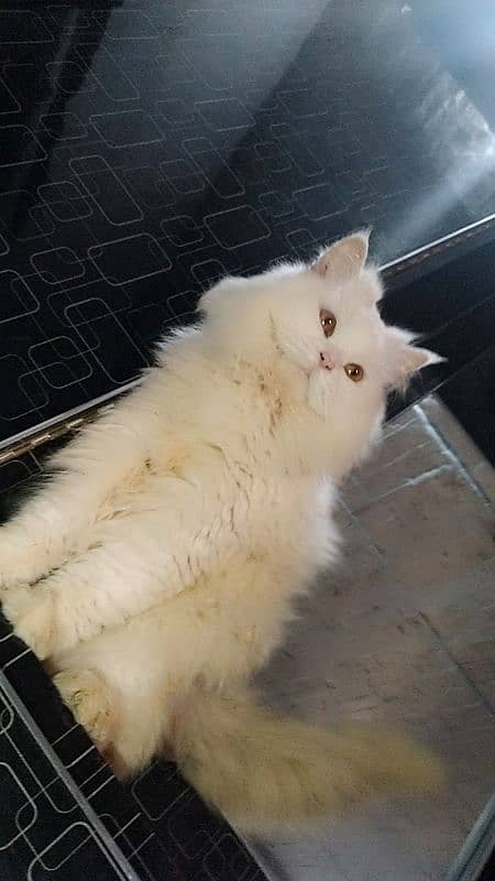 Persian male cat 5