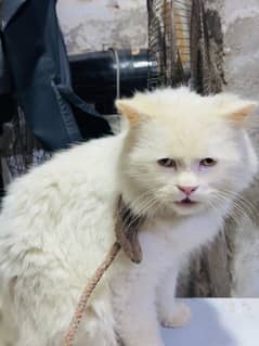 persian male cat