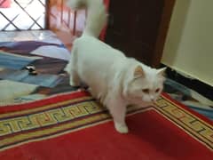 Persian cat for sell