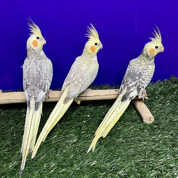 cockatiel chicks 0