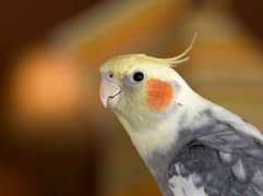 cockatiel