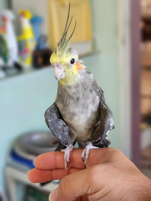 cockatiel chicks 2