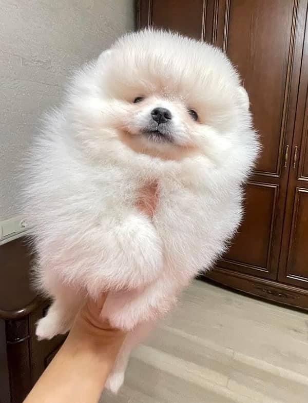 Pomeranian tea cup size original puppy available in Pakistan 1