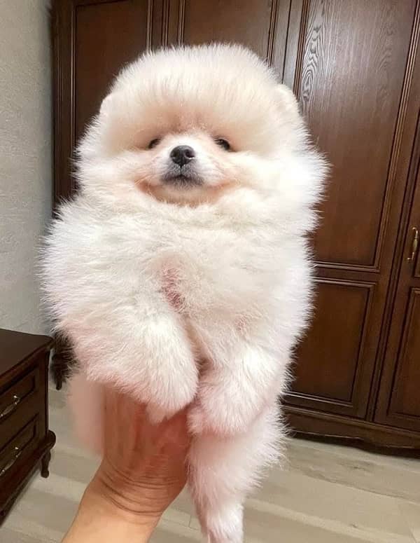 Pomeranian tea cup size original puppy available in Pakistan 2