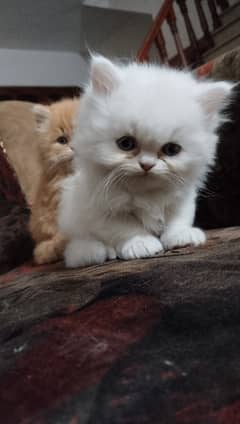 Persian kittens