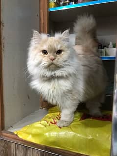 persian male kitten