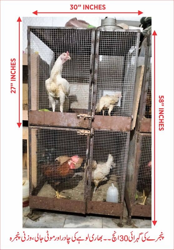 Brooder Chicks 4 Feet by 2 Feet and Hen Cage 7