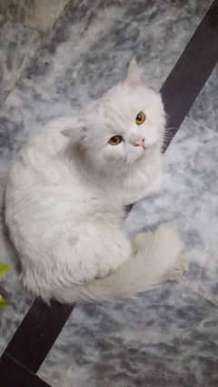 Persian cat urgent sale