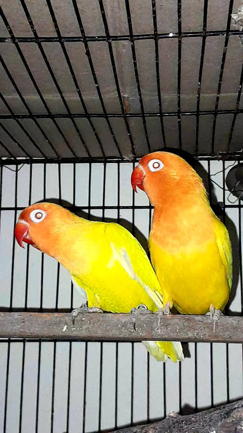 Lutino personata red eye and black mask parrots 0