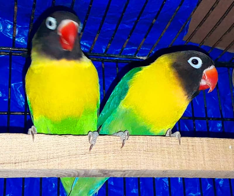 Lutino personata red eye and black mask parrots 2