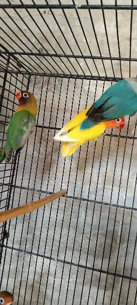 fisher java breeder pair healthy and activ birds 3