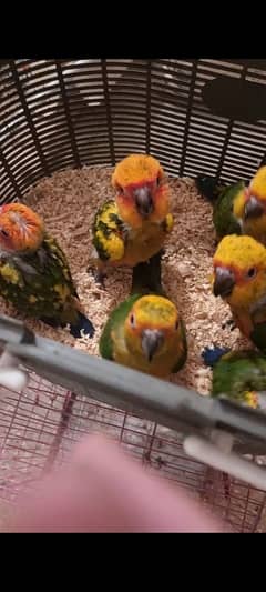 high quality sun conure chicks