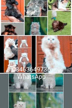 Persian | Tripple Coat | Fluffy | Cute face | Blue eye | kitten | Cat