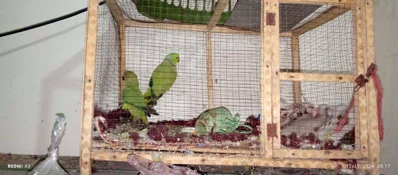 greeen parrot 2