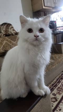 triple coat Persian cat