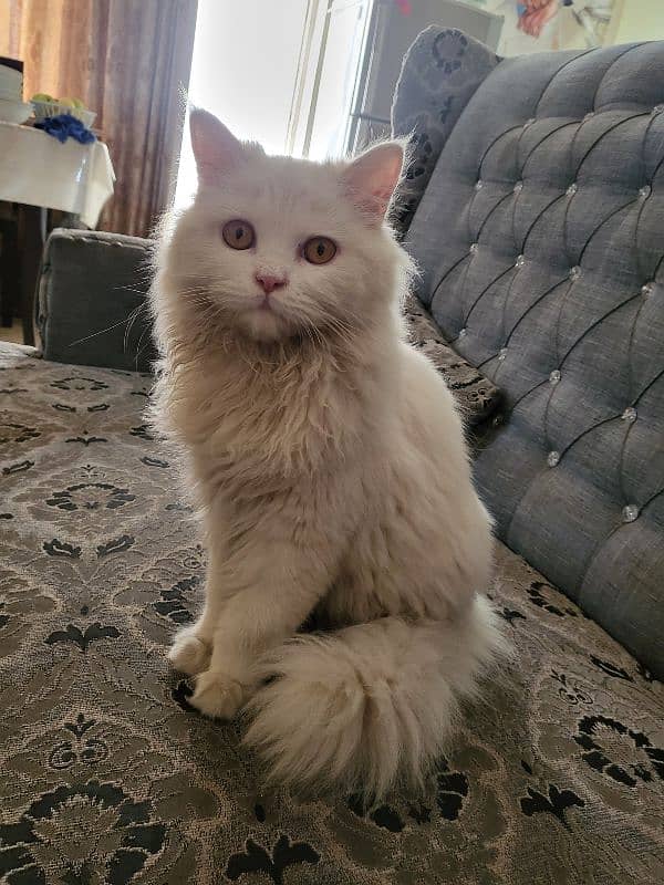 triple coat Persian cat 2