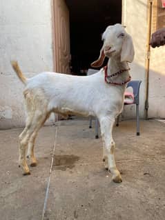 ghulabe bakra