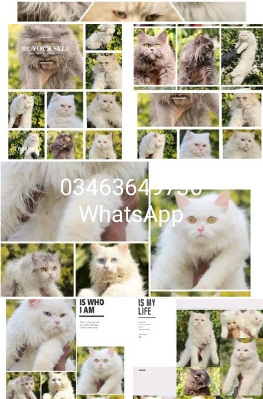 Persian | Tripple Coat | Fluffy | Cute face | Blue eye | kitten | Cat 1