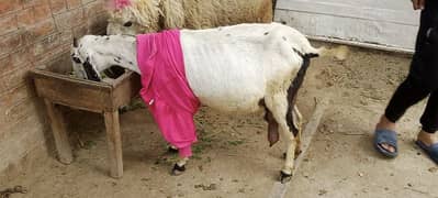 3/3 bachy deny wali tayar bakri for sale